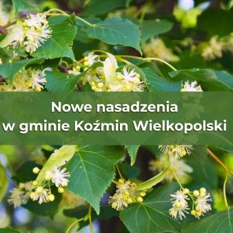 Nasadzenia drzew miododajnych 