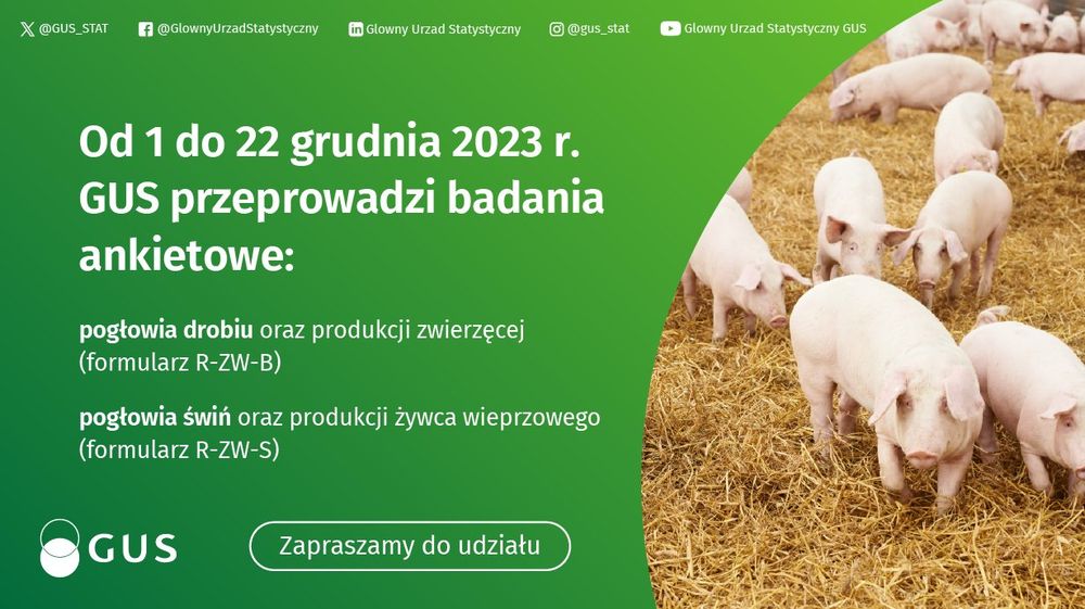 grafika zielona ze świniami 